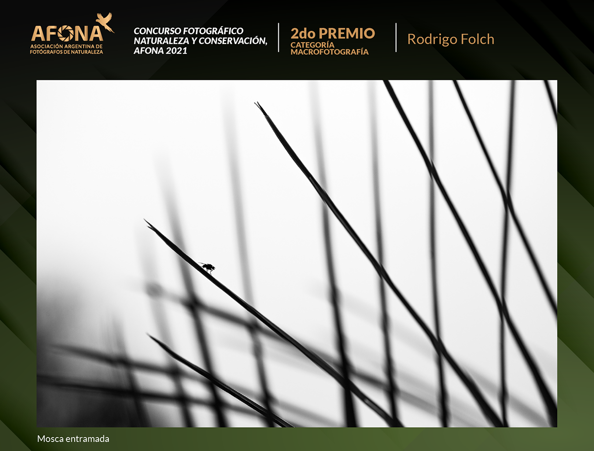 certificado 2021_2do PREMIO Rodrigo Folch