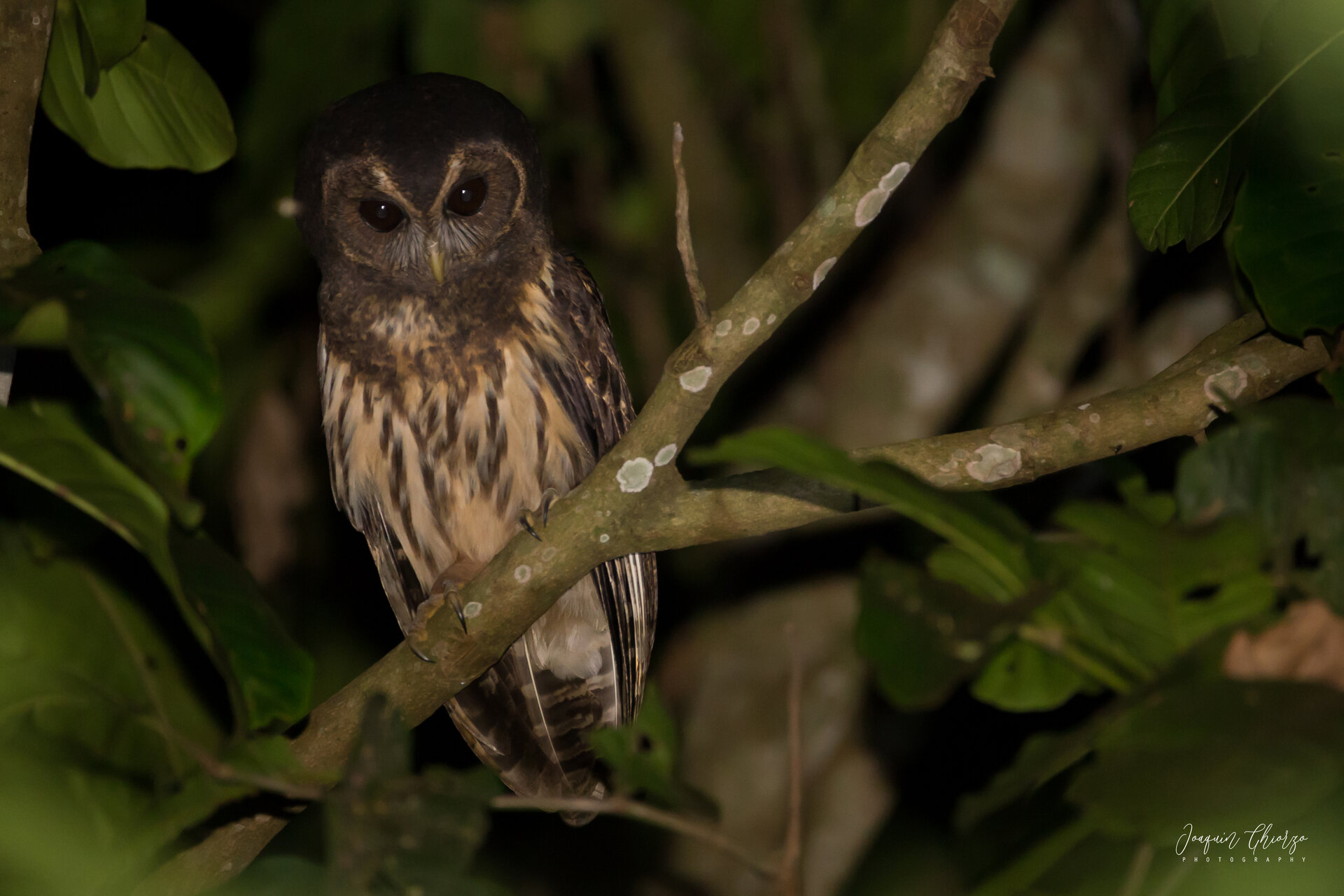 lechuza-estriada-ciccaba-virgata-mottled-owl