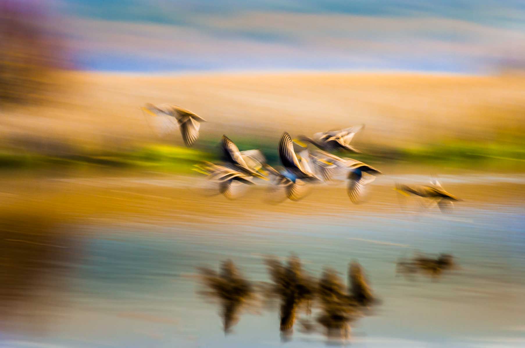patos-maiceros-en-vuelo