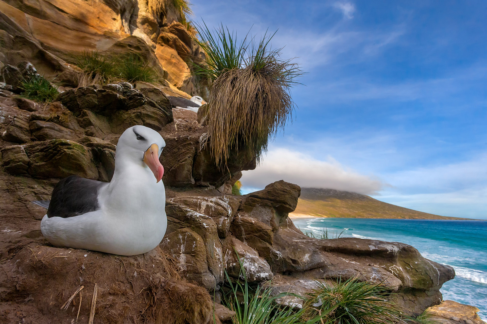 albatros-ceja-negra-en-malvinas