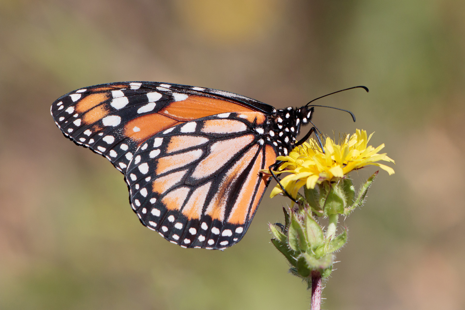 mariposa-monarca-2
