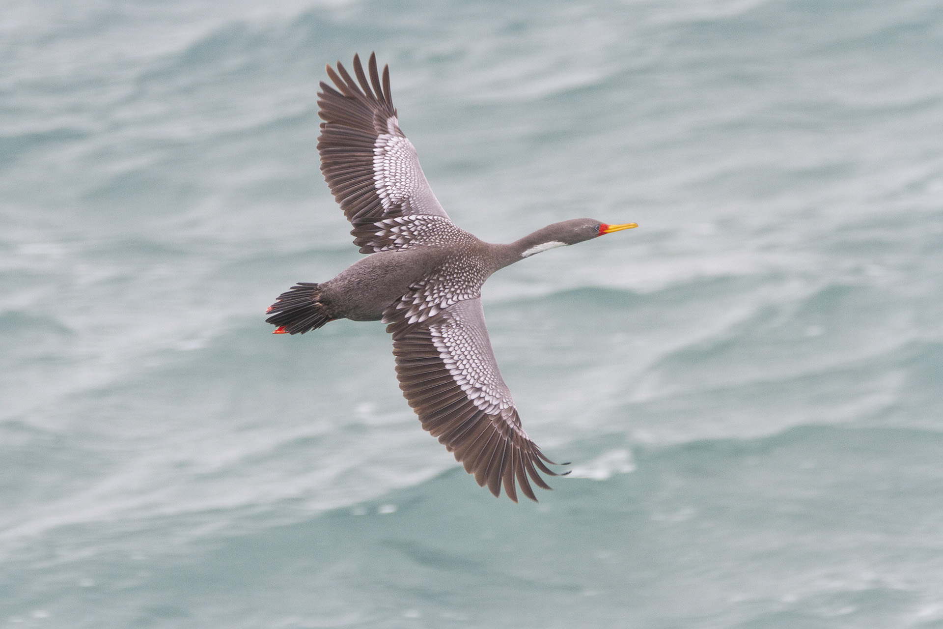 cormoran-gris-phalacrocorax-gaimardi-2