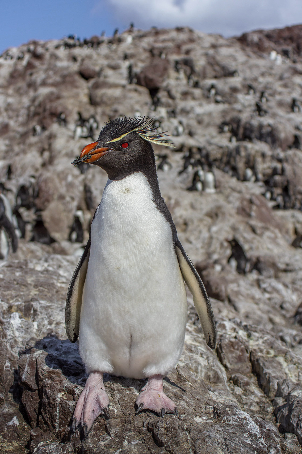 pinguino-penacho-amarillo-eudyptes-chrysocome-2