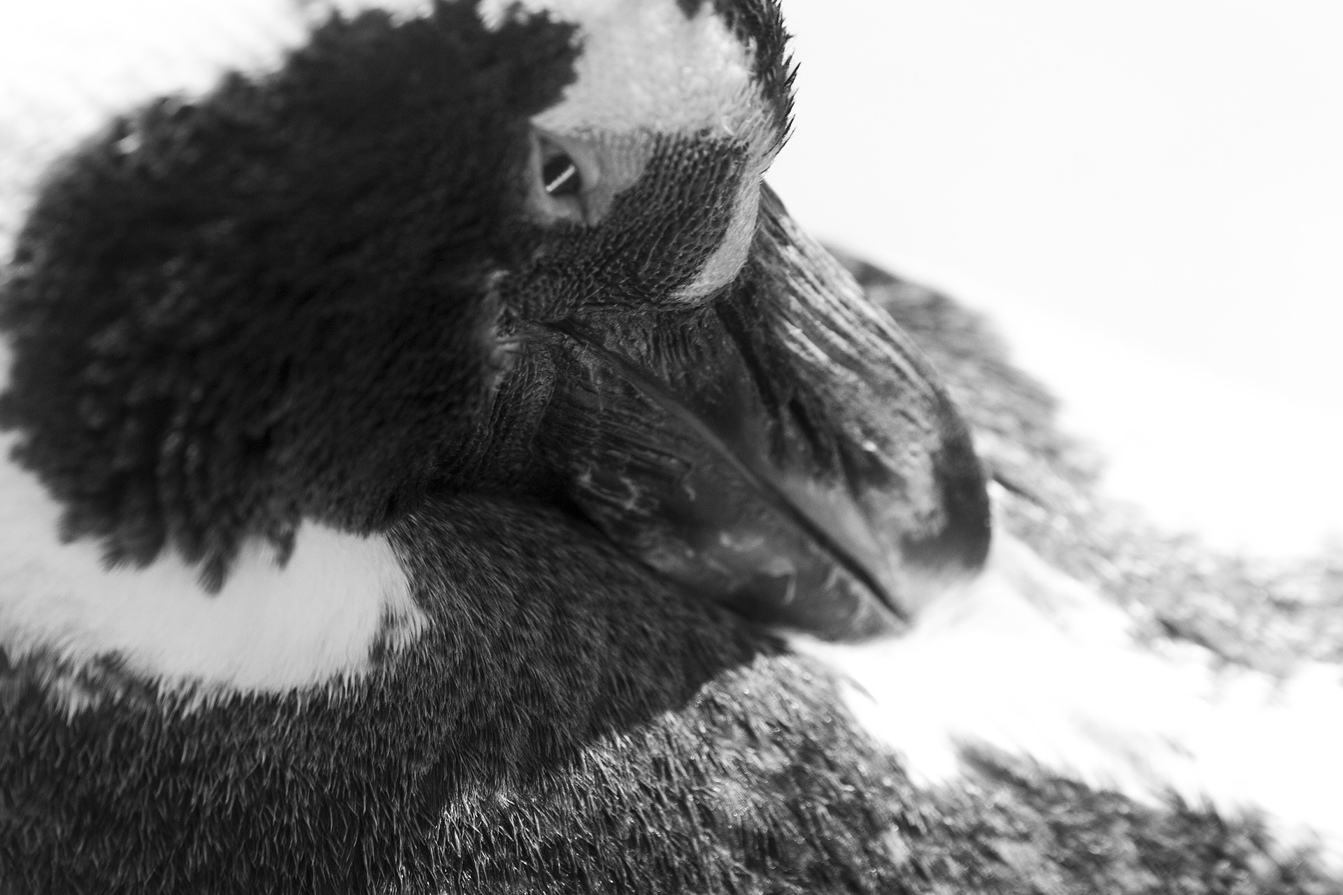 pinguino-patagonico-spheniscus-magellanicus-3