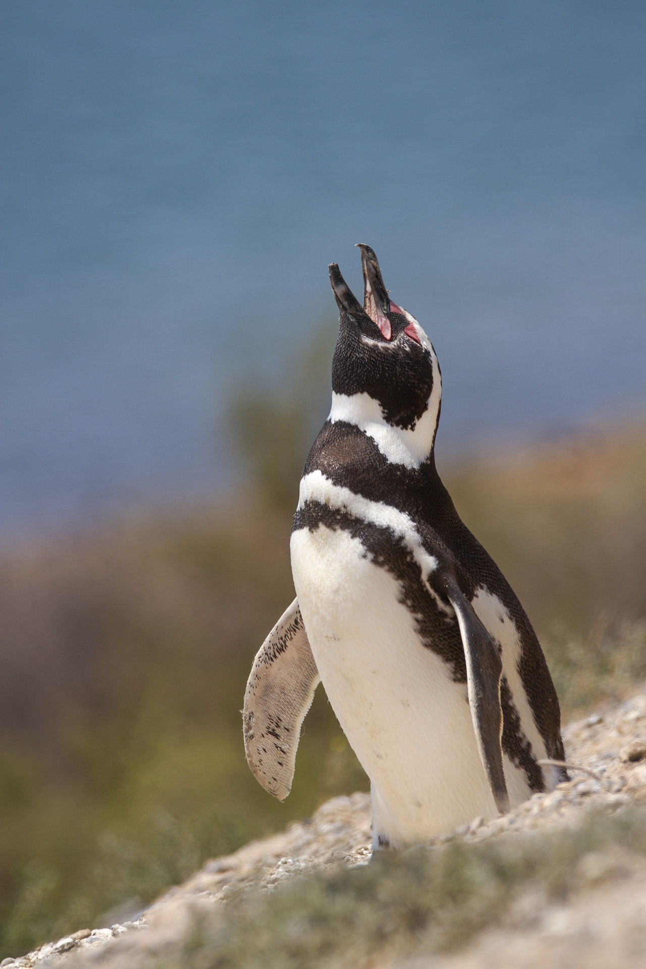 pinguino-patagonico-spheniscus-magellanicus