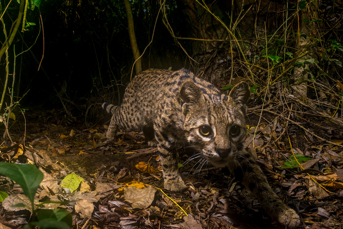 gato-montes-leopardus-geoffroyi