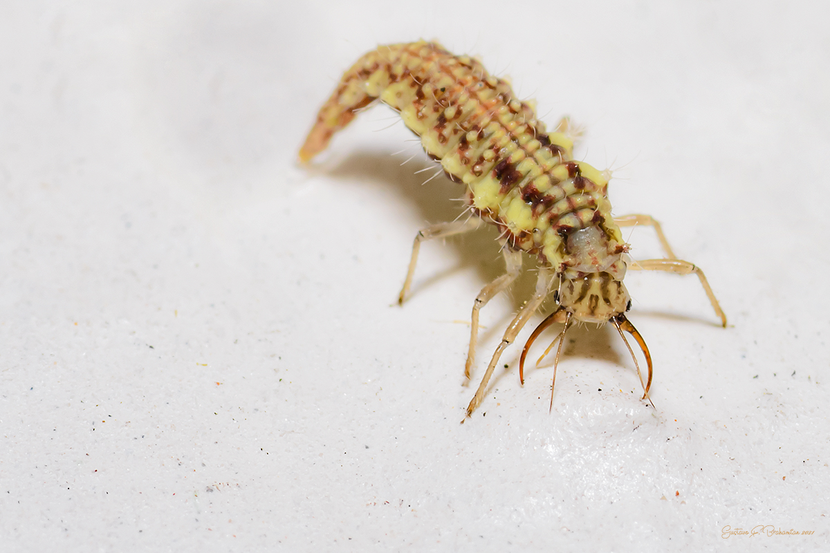 pequena-larva-de-chrysoperla-externa